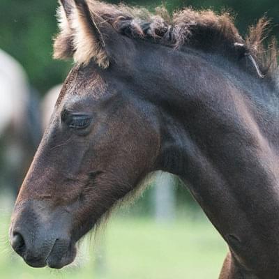 zdjęcie małego konia z bliska za nim widać rozmazane tło